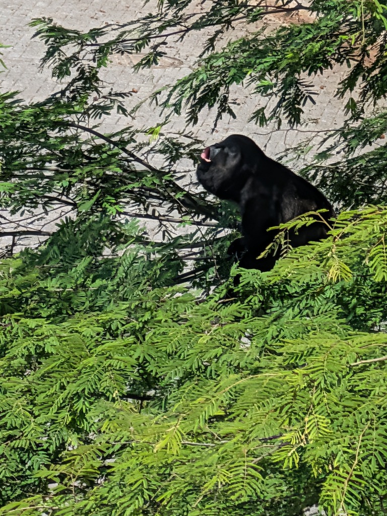 Local Resident — Howler Monkey in the Canopy at Casa Roca